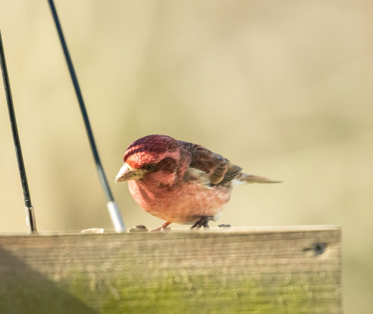 Purple Finch - ML536584861