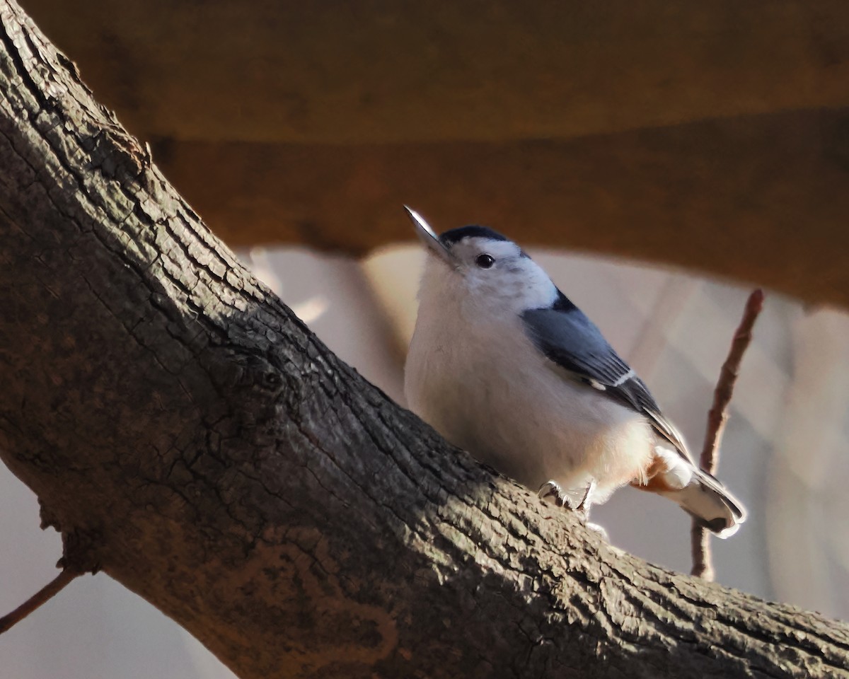 White-breasted Nuthatch - ML536585621