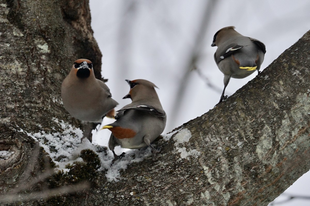 Bohemian Waxwing - ML536586291