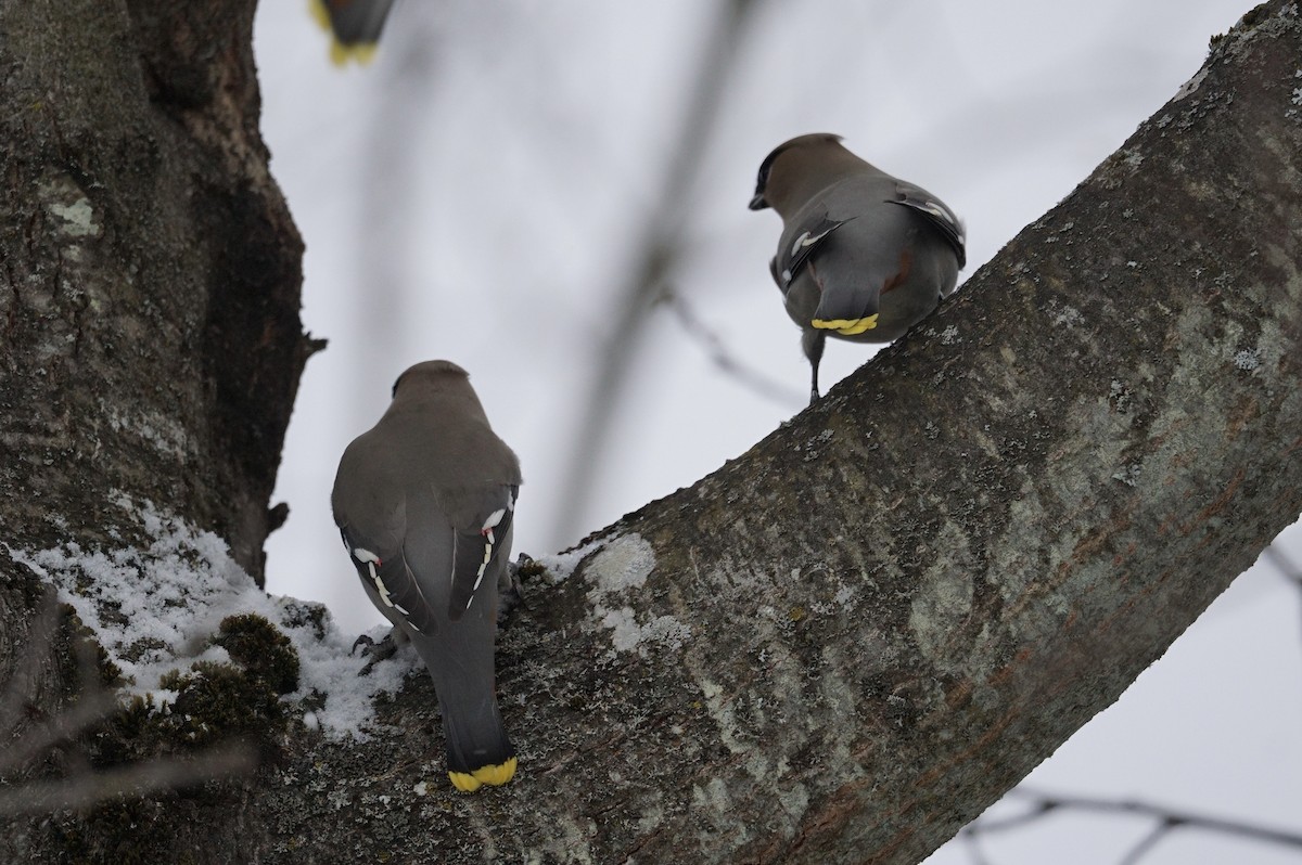 Bohemian Waxwing - ML536586301