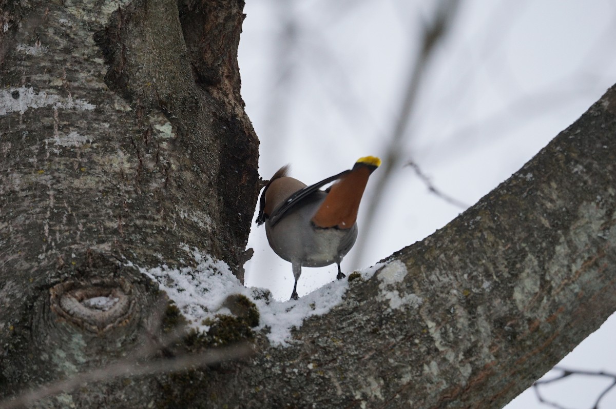 Bohemian Waxwing - ML536586311