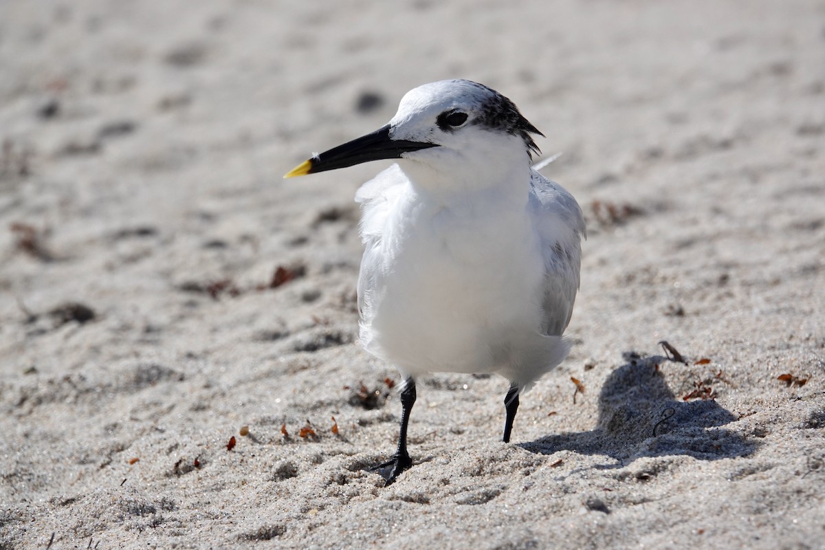 Sandwich Tern - ML536586721