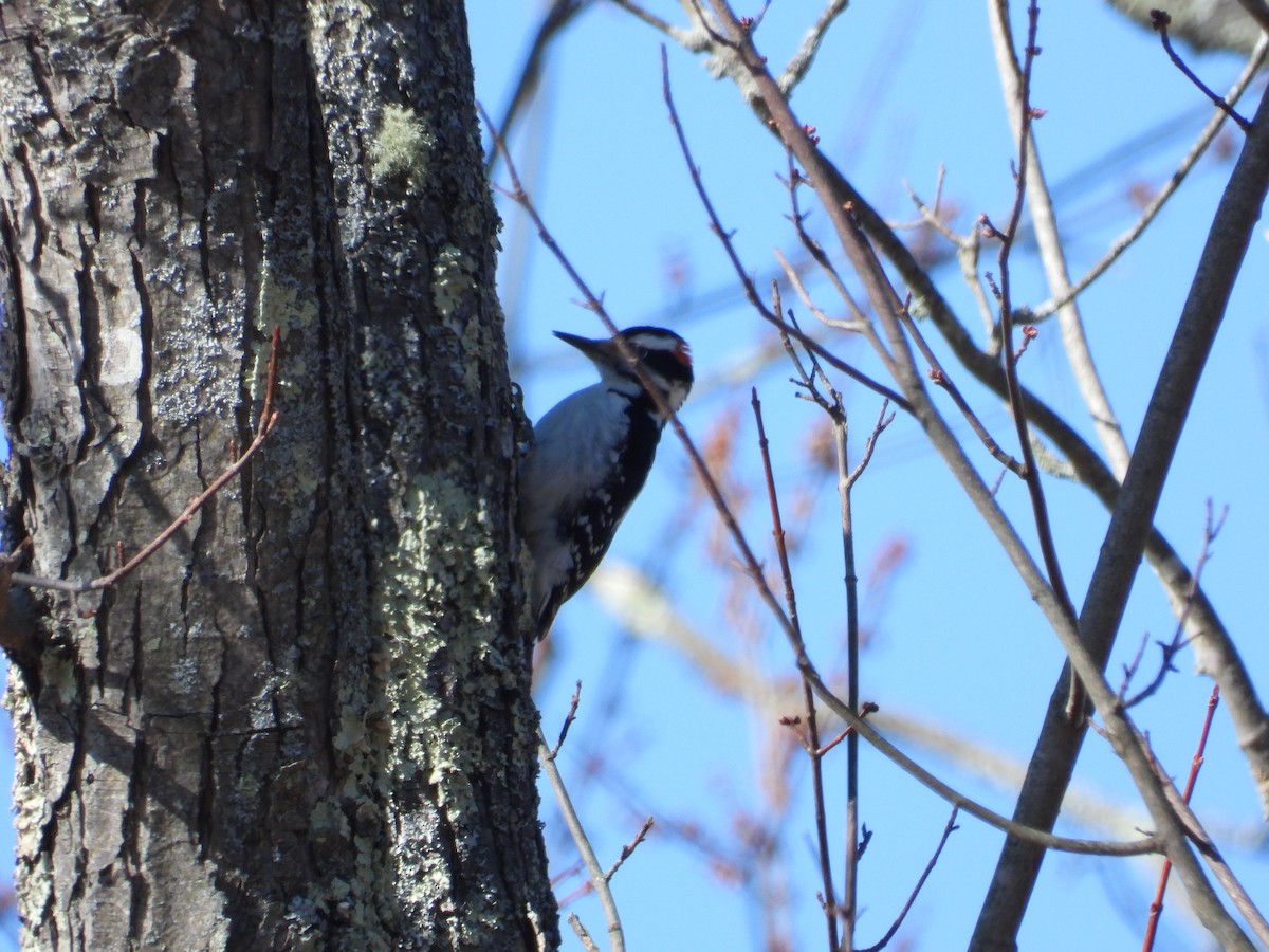 Hairy Woodpecker - ML536587241