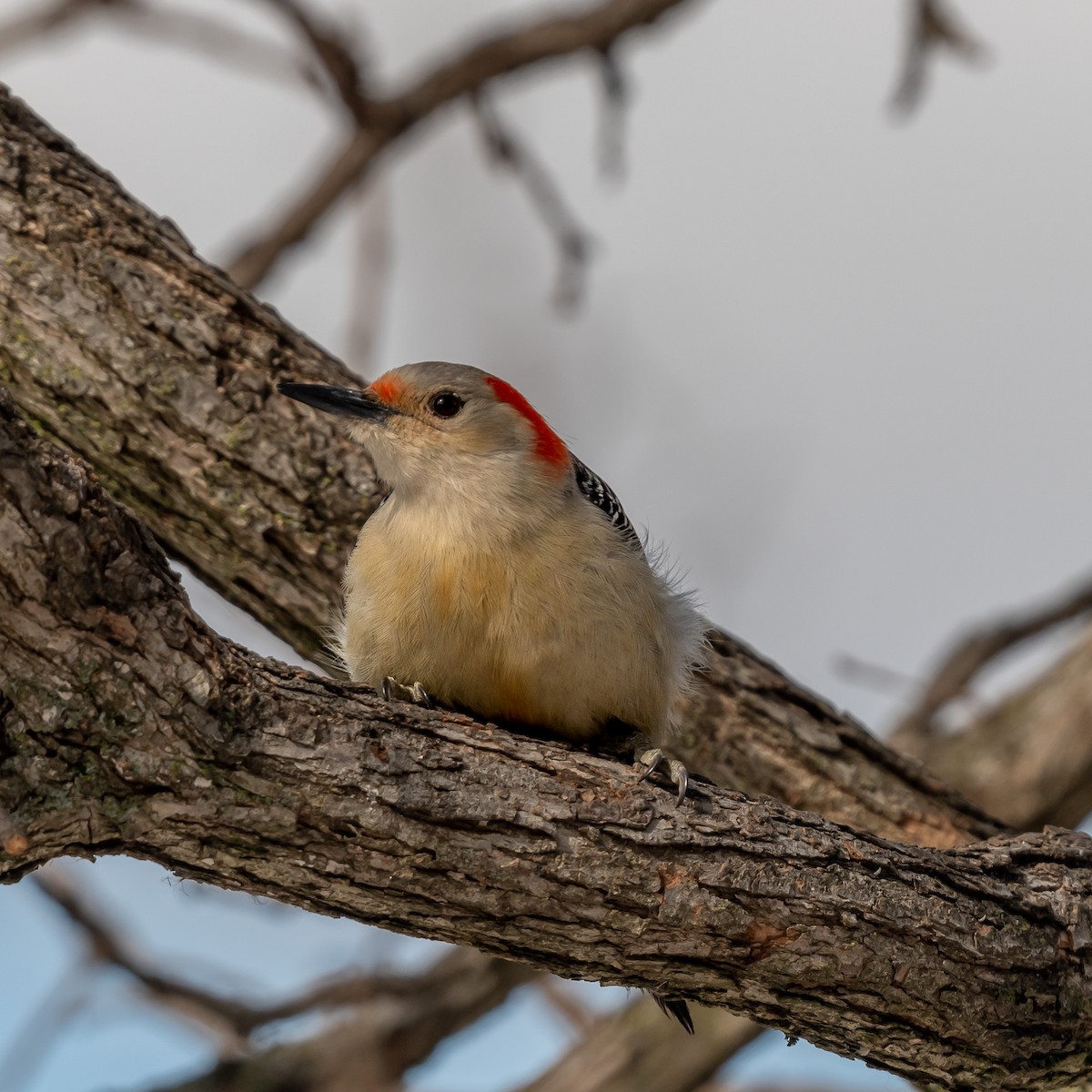 Red-bellied Woodpecker - ML536589941