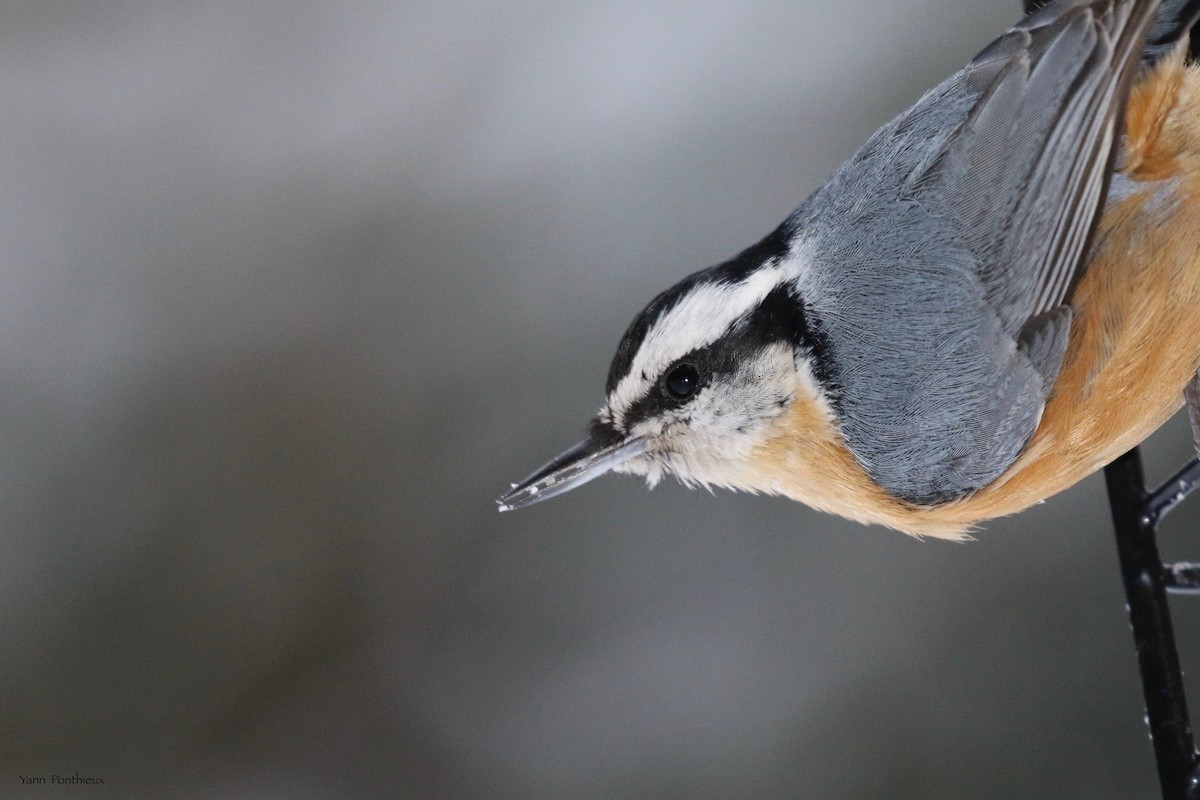 Red-breasted Nuthatch - ML536591311
