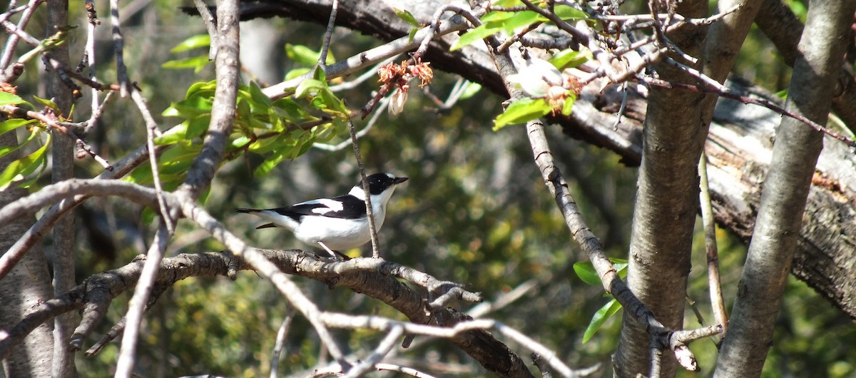 Collared Flycatcher - ML53659281