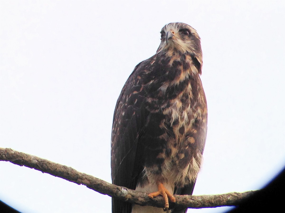 Snail Kite - Pauline Banducci