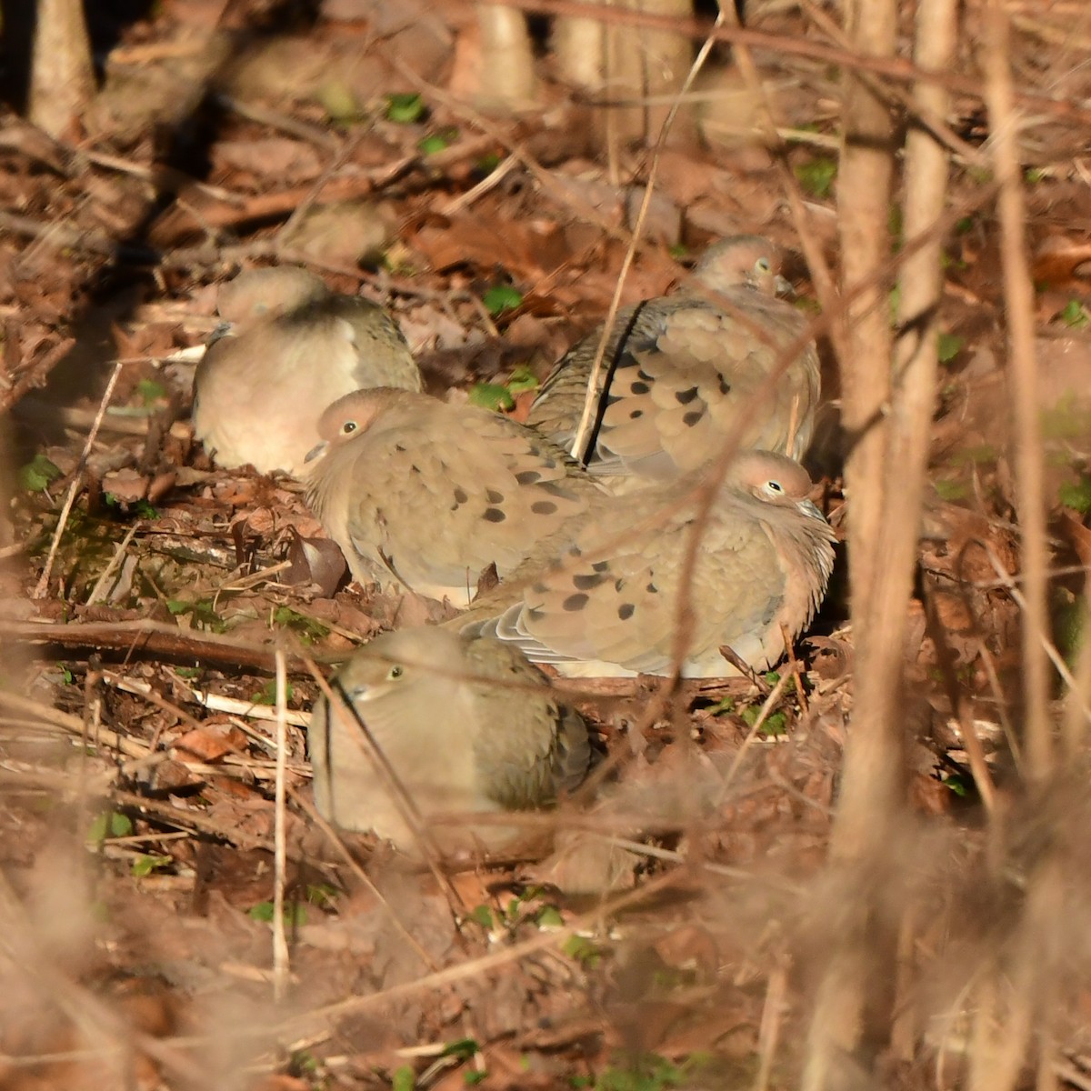 Mourning Dove - ML536594181