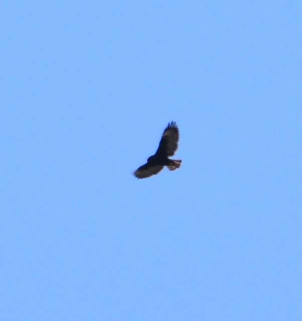 Short-tailed Hawk - Talus Rutgers