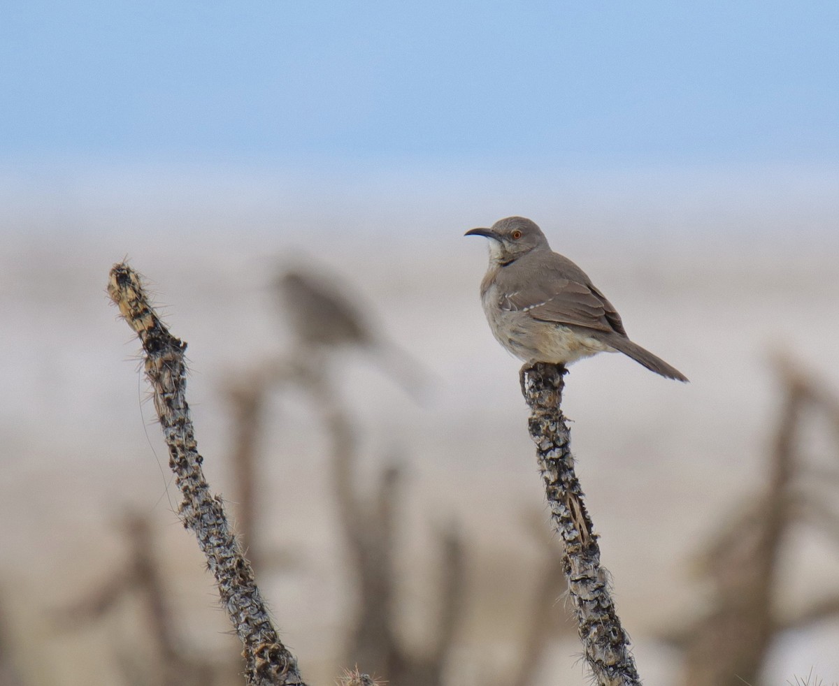Curve-billed Thrasher - ML536596281