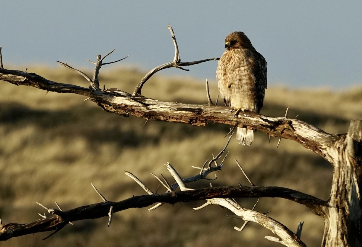 Rotschulterbussard - ML536597661