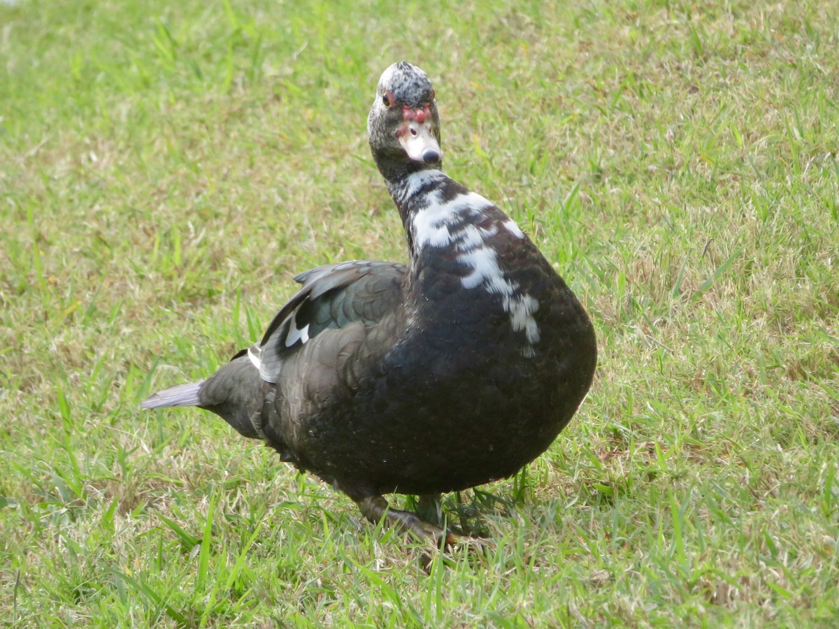 Pato Criollo (doméstico) - ML536598491