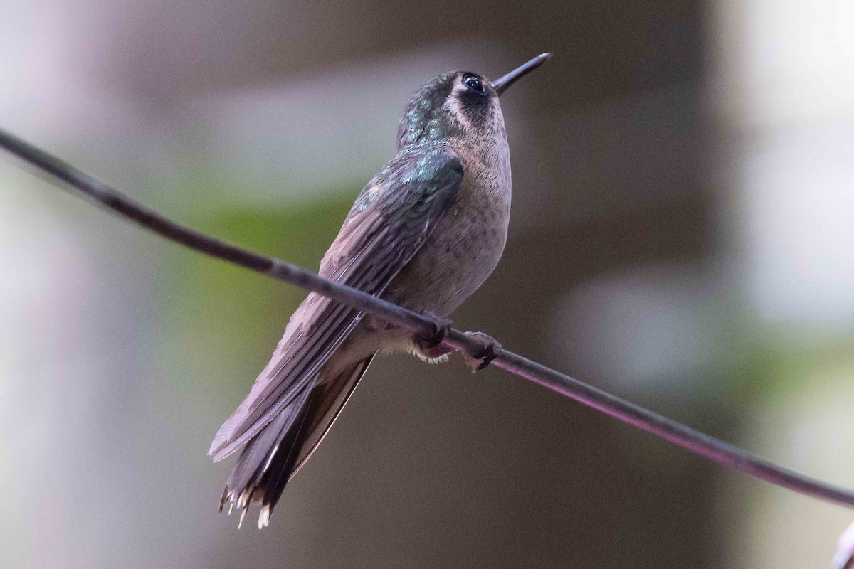 Speckled Hummingbird - ML536599821
