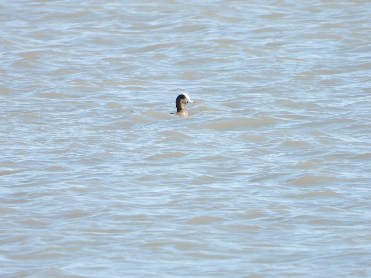 American Wigeon - Kent Millham