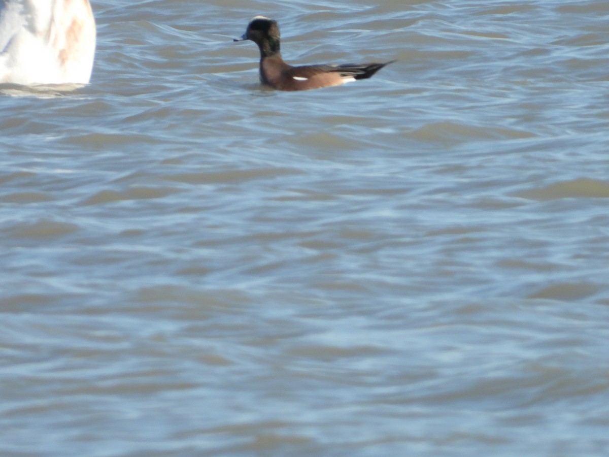 American Wigeon - ML536601061