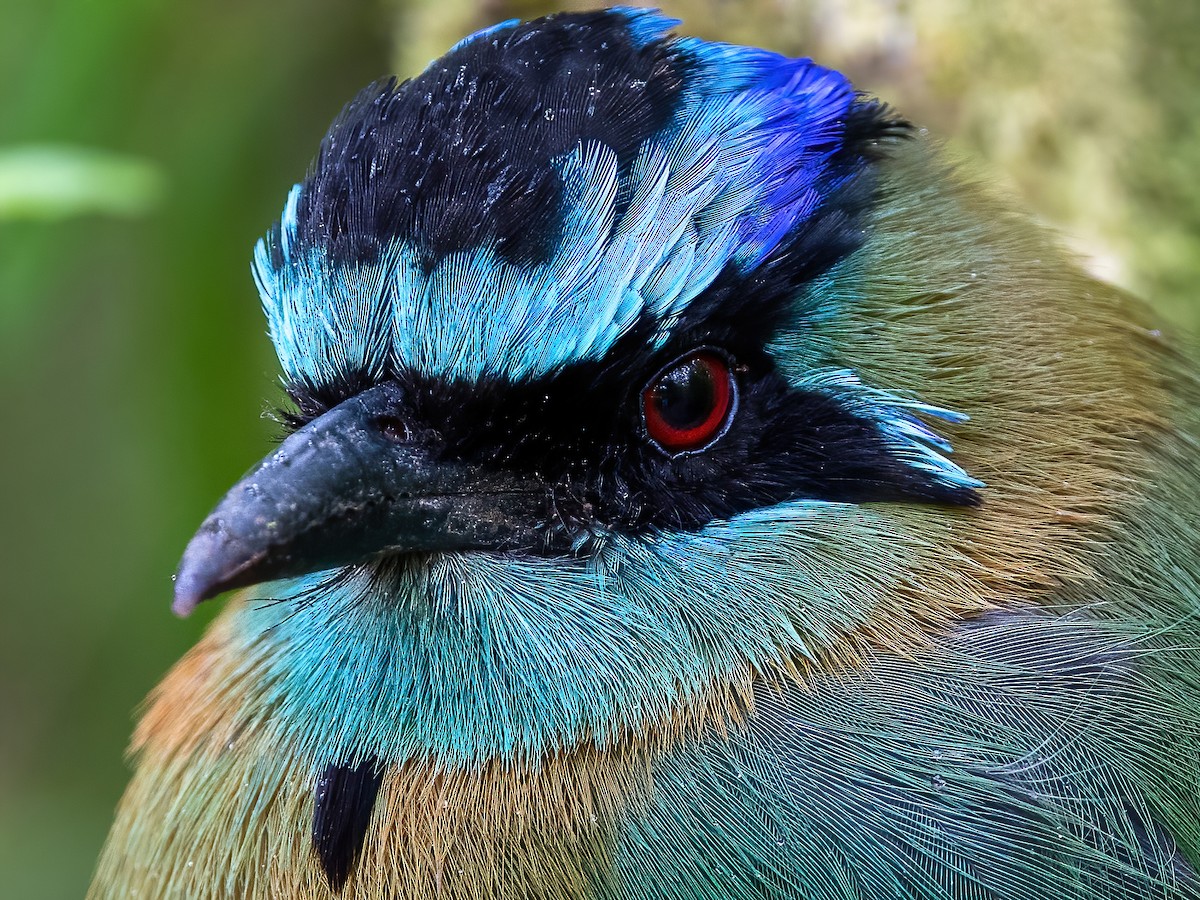 diademmotmot - ML536601641