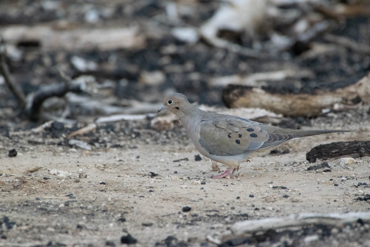 Mourning Dove - Valerie Griffin
