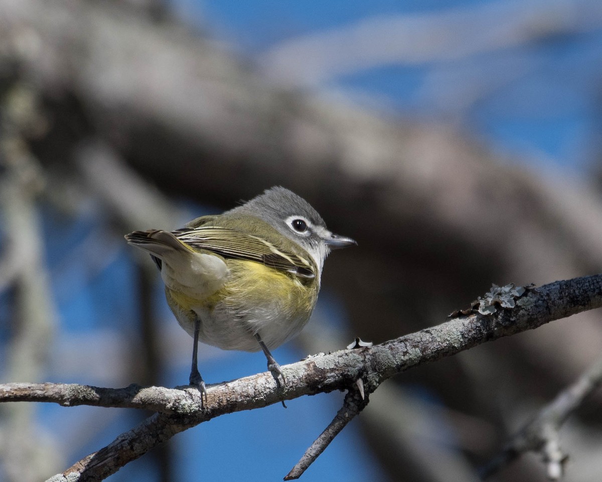 Blue-headed Vireo - ML536605071