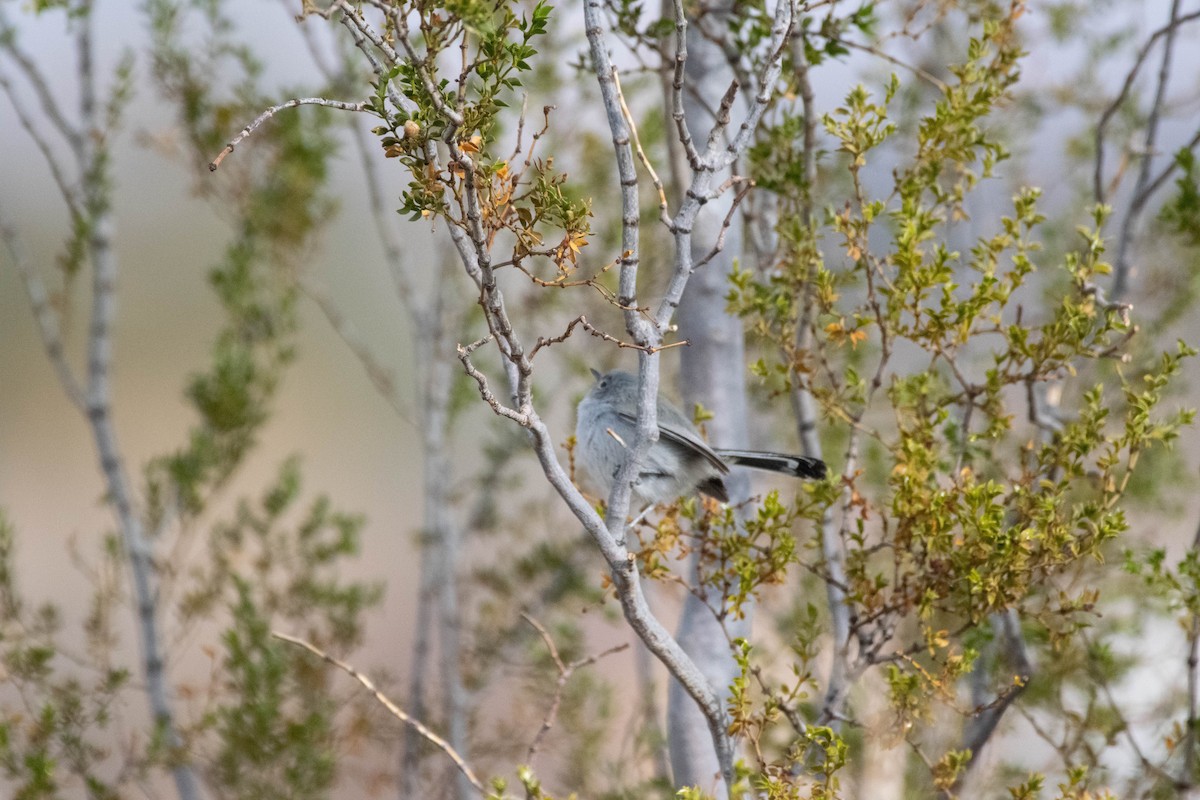 Black-tailed Gnatcatcher - ML536605211