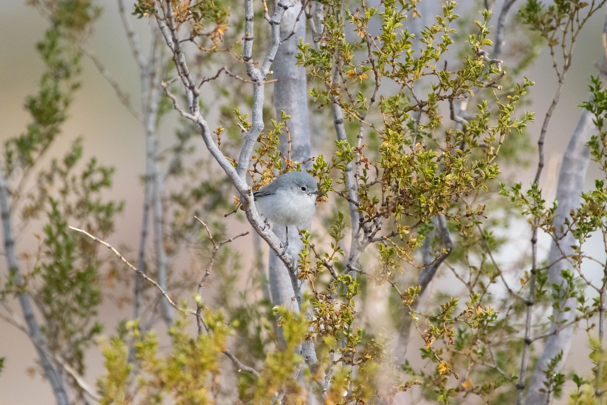 Black-tailed Gnatcatcher - ML536605221