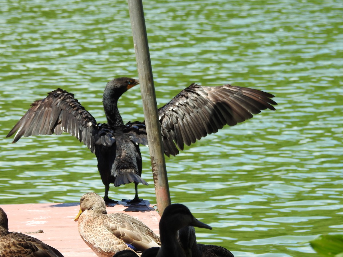 Double-crested Cormorant - ML536608791