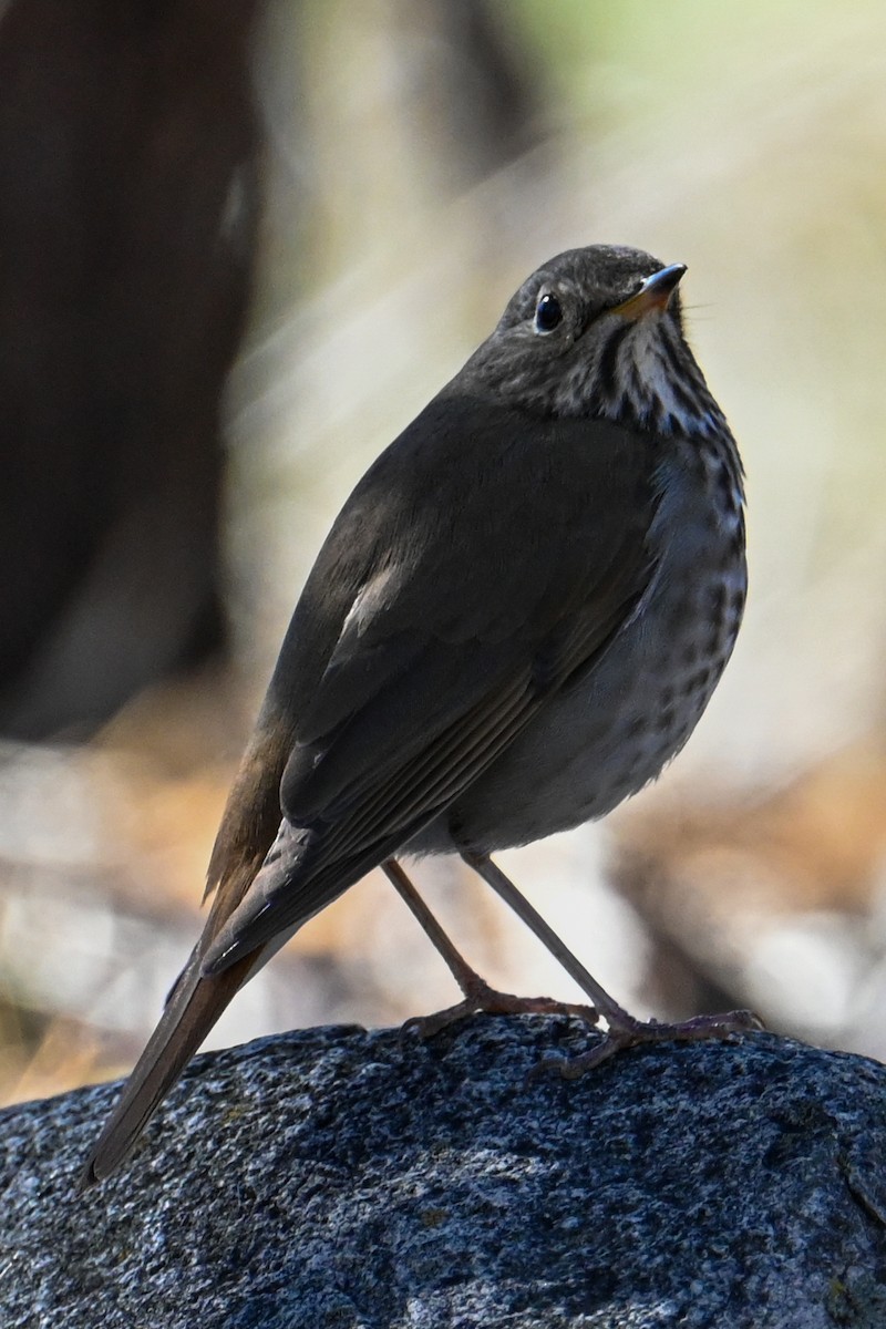 Hermit Thrush - ML536609601