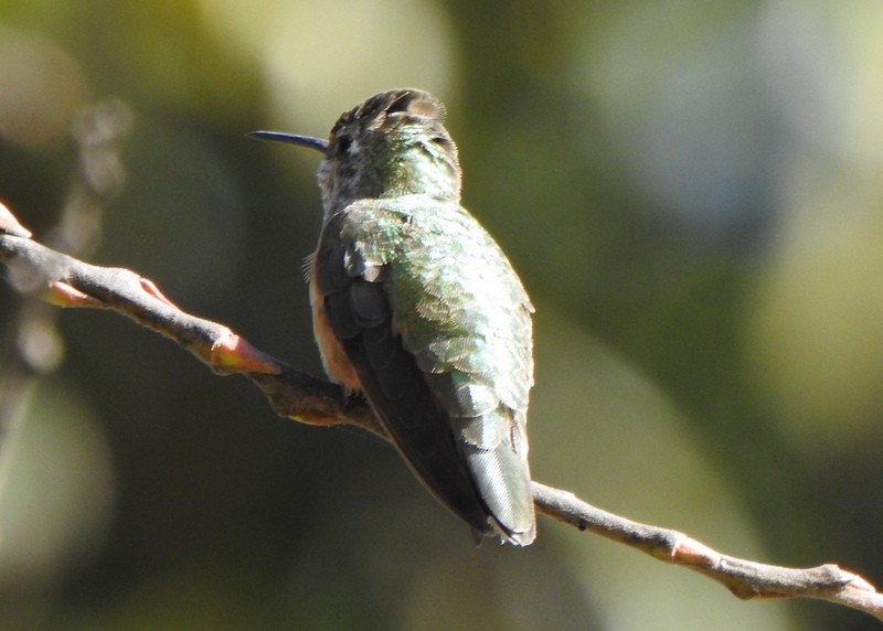 Broad-tailed Hummingbird - Andy Frank