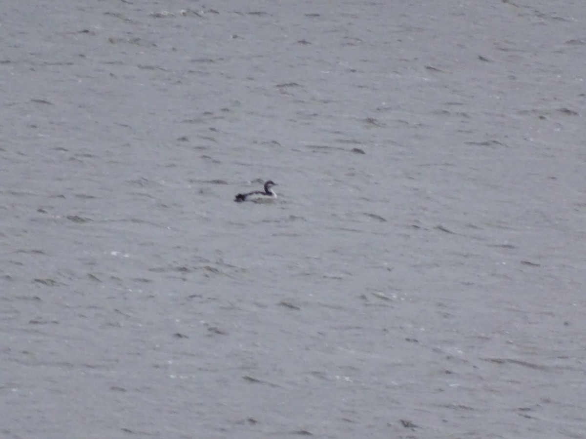 Pacific Loon - Nancy Overholtz