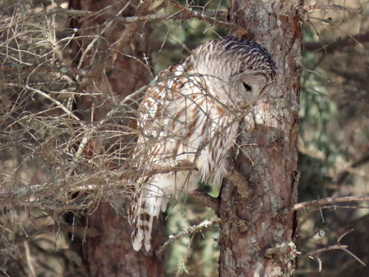 Barred Owl - ML536611111
