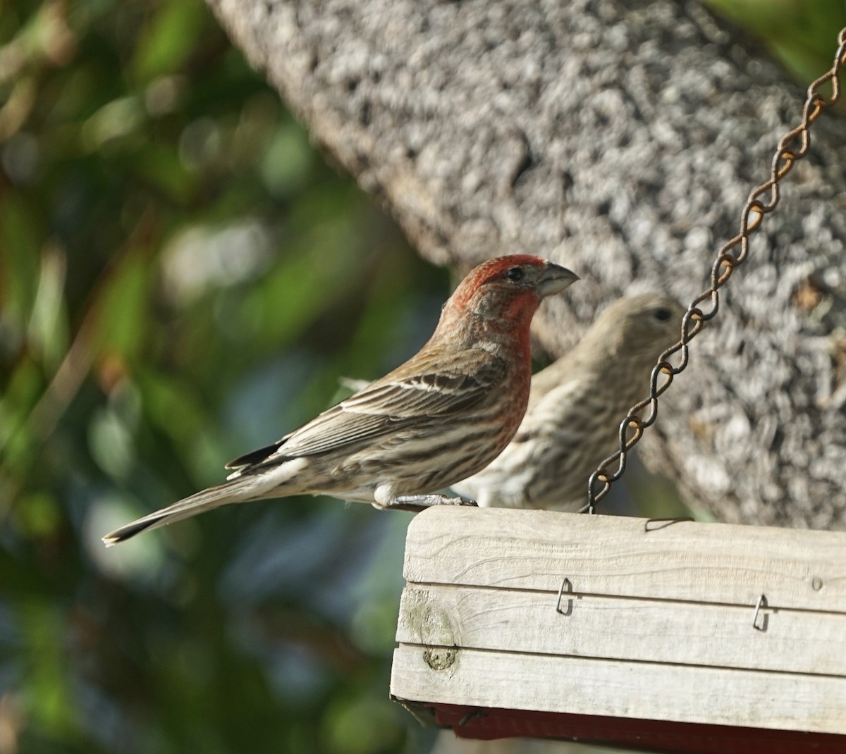 House Finch - ML536611861