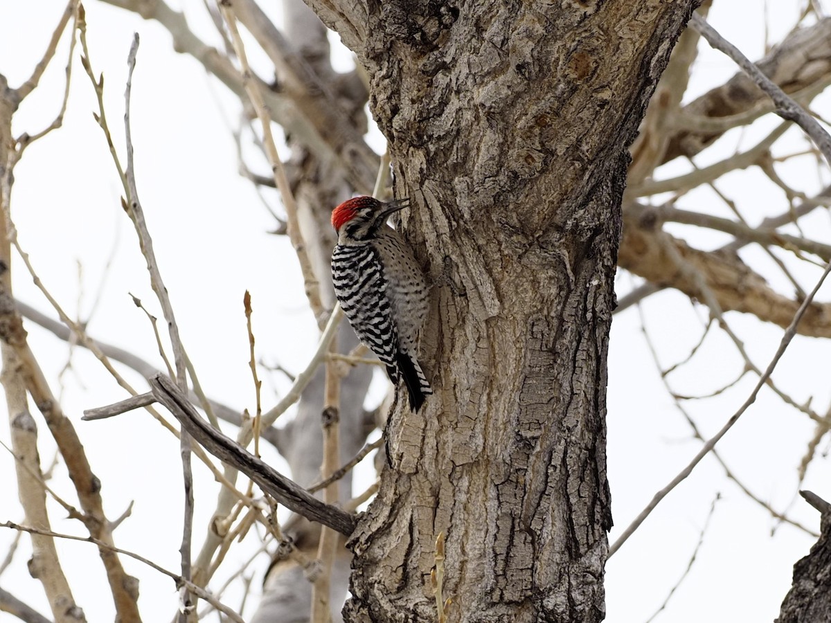 Ladder-backed Woodpecker - ML536614611