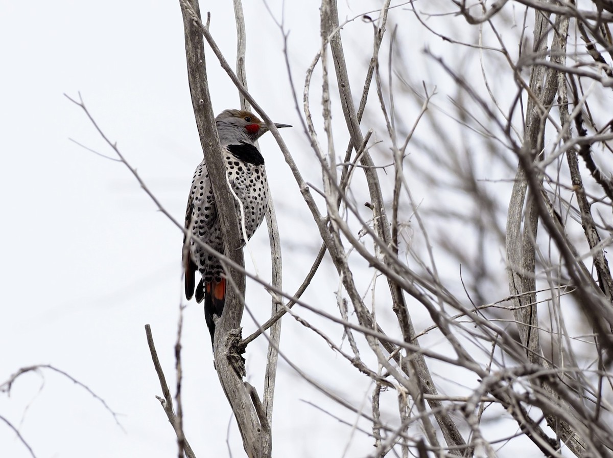 Northern Flicker (Red-shafted) - ML536614731