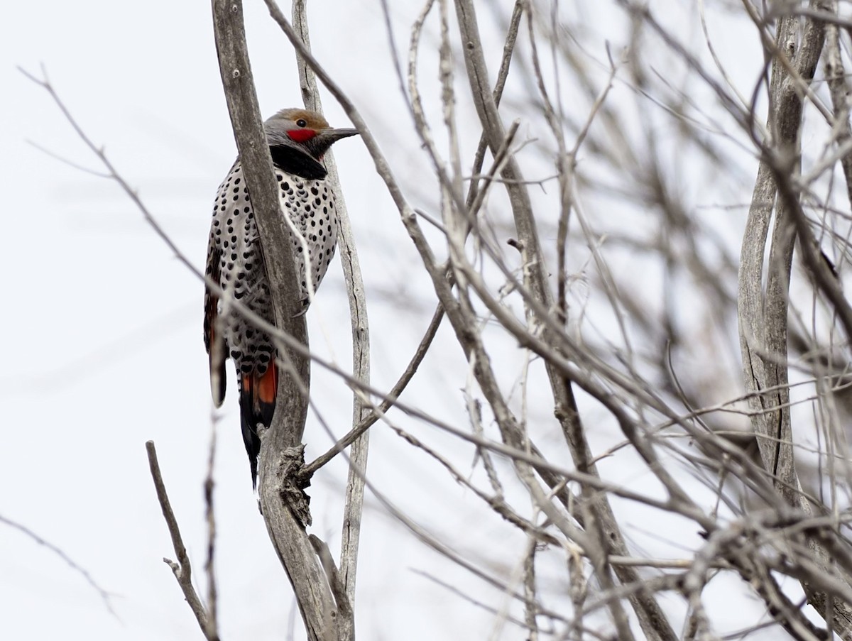 Northern Flicker (Red-shafted) - ML536614741