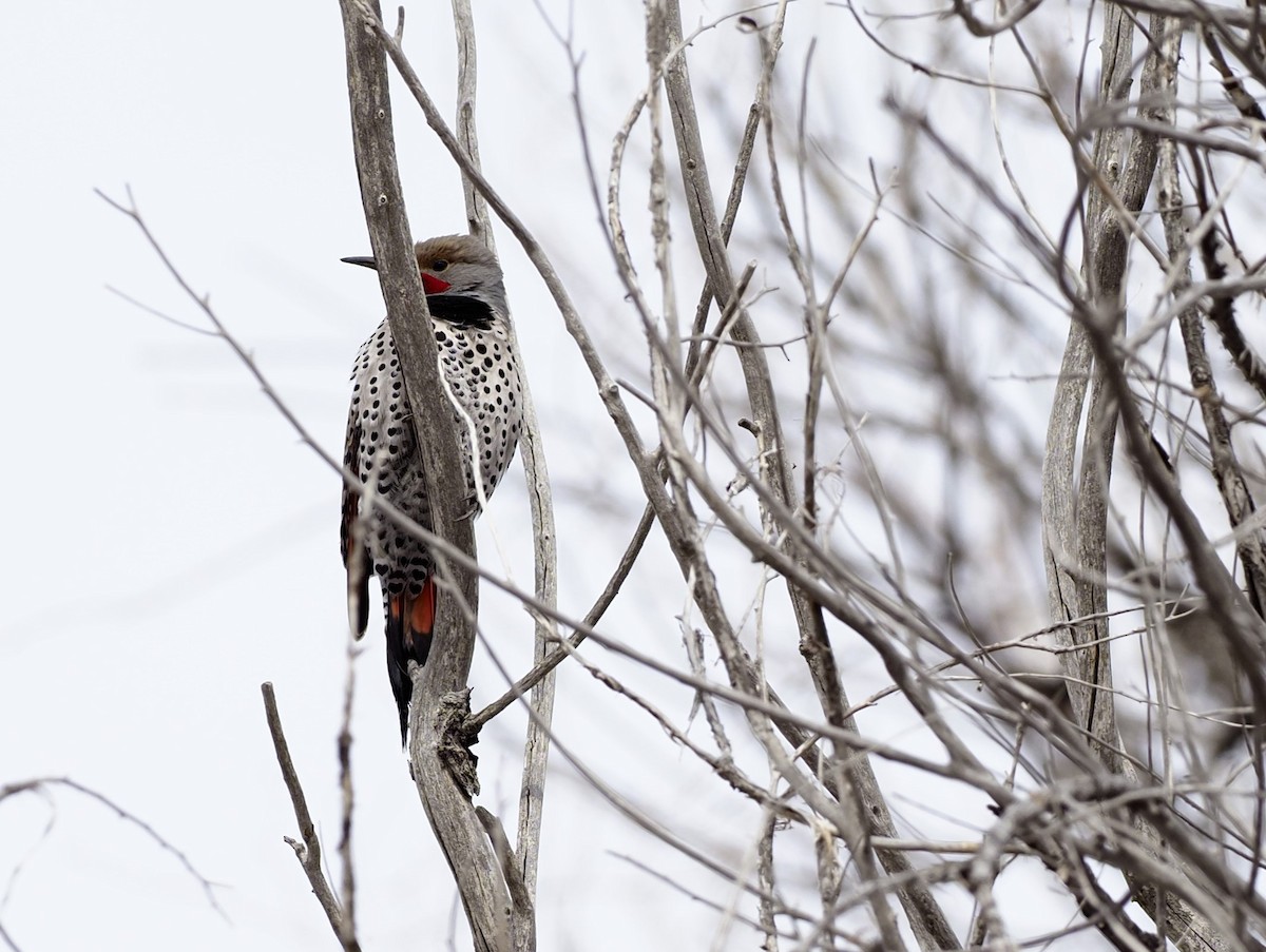 Northern Flicker (Red-shafted) - ML536614751