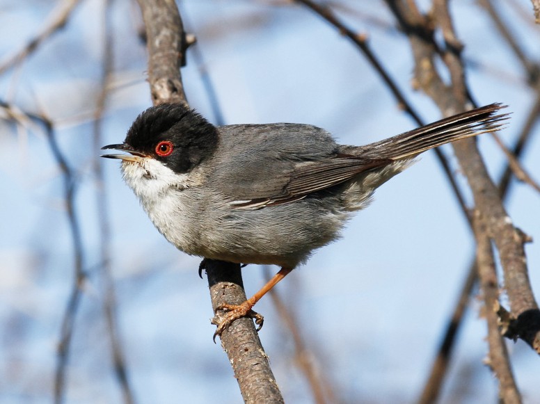 Male