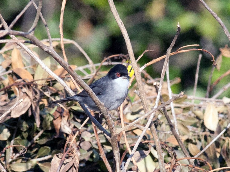 Male