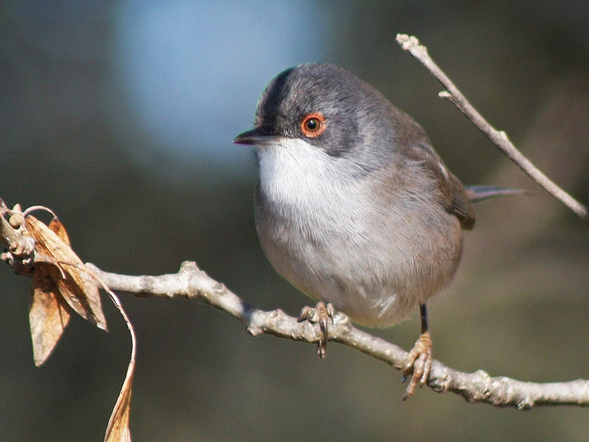 Female