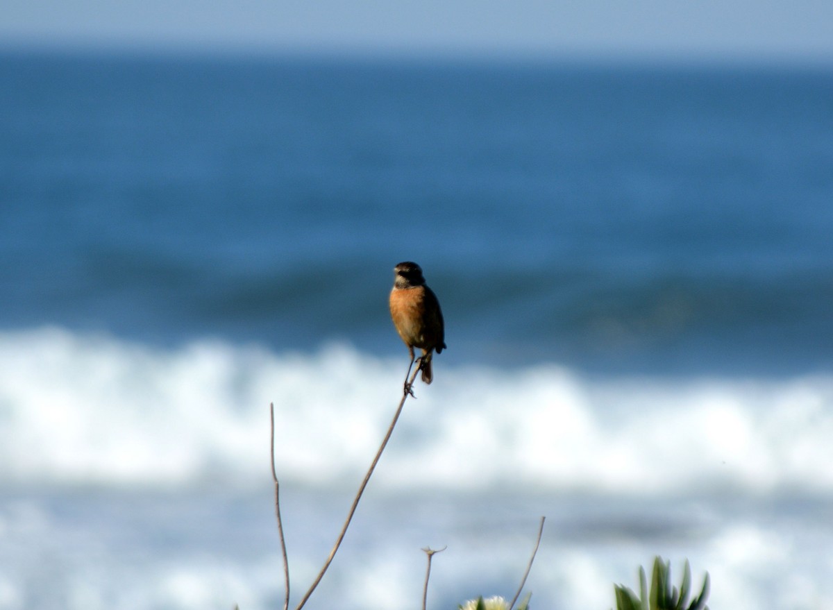 European Stonechat - Jorge Leitão