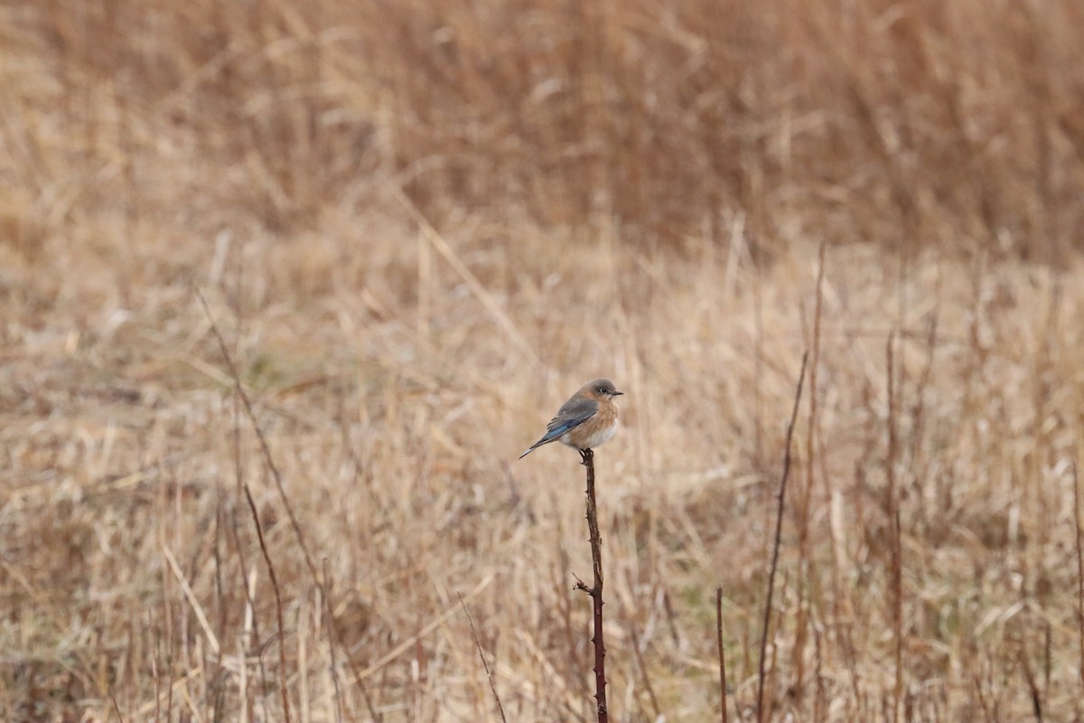 Eastern Bluebird - ML536617391