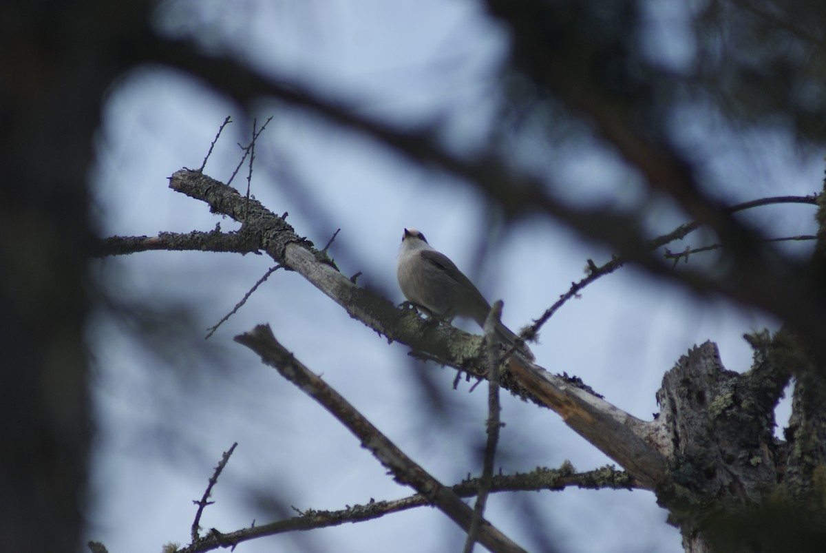 Canada Jay - ML536617411
