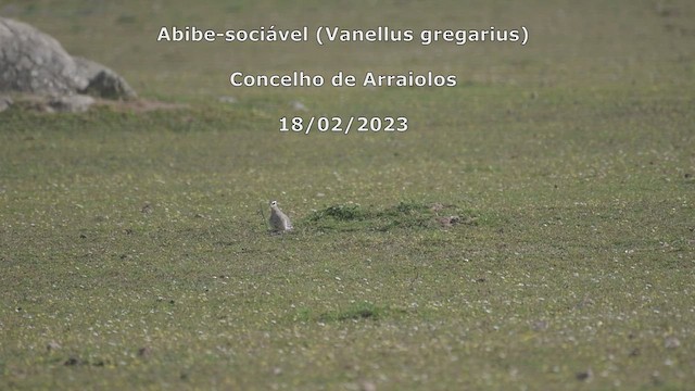 Vanneau sociable - ML536617841