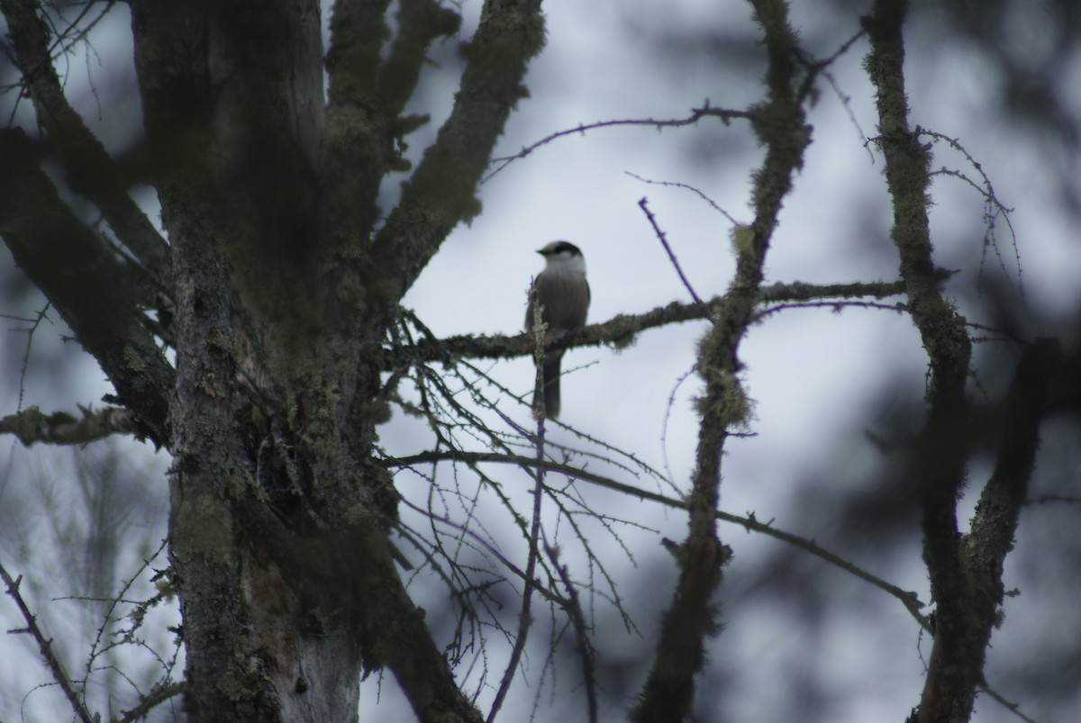 Canada Jay - ML536618081