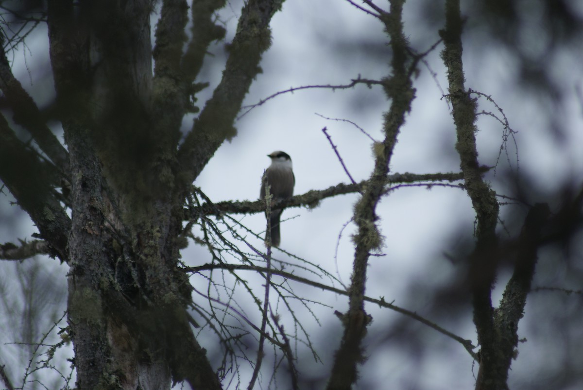 Canada Jay - ML536618091
