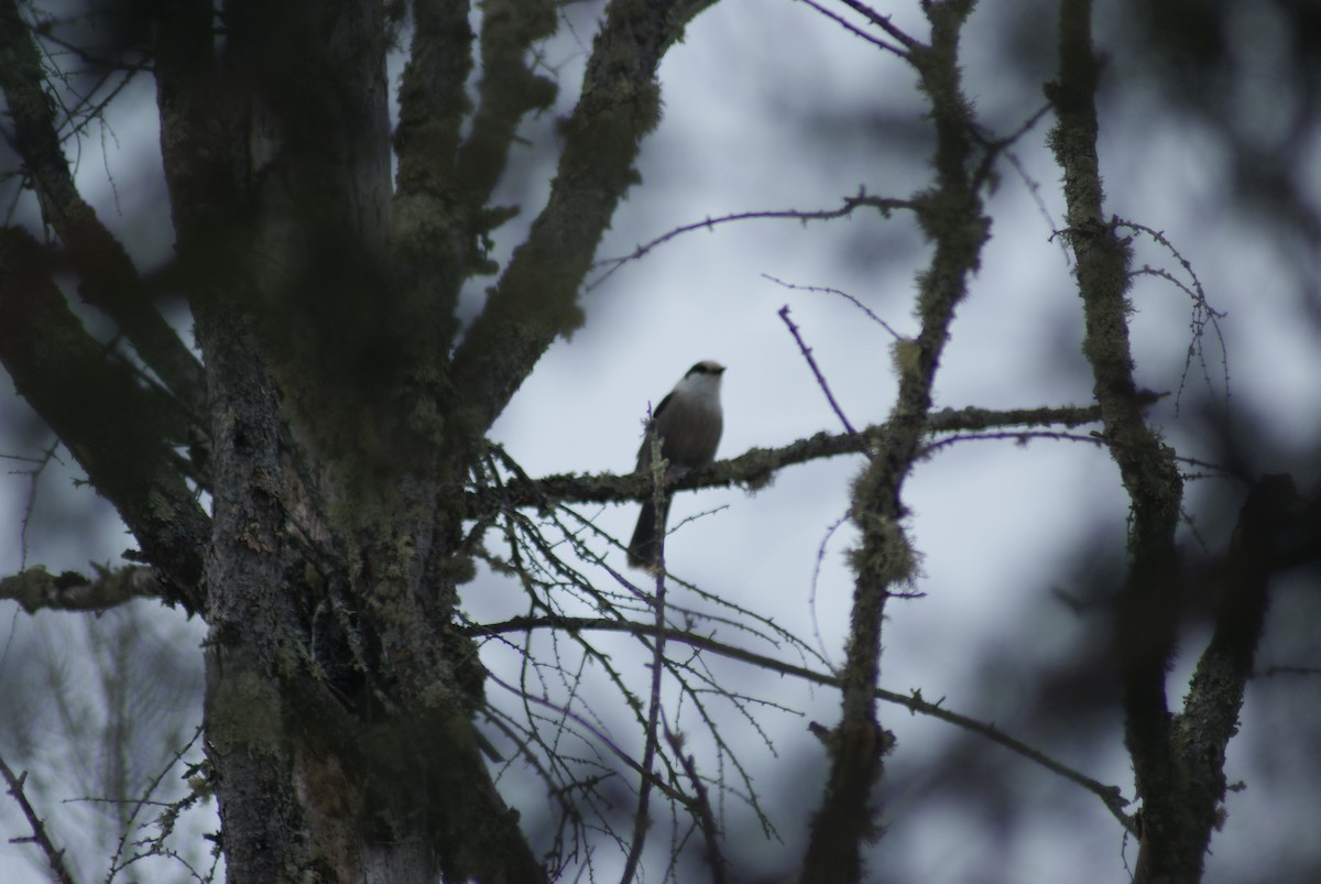 Canada Jay - ML536618121