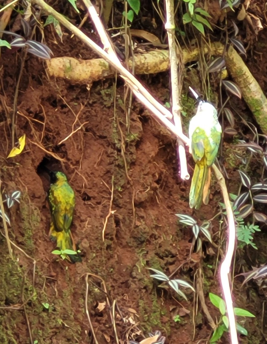 Rufous-tailed Jacamar - ML536620021