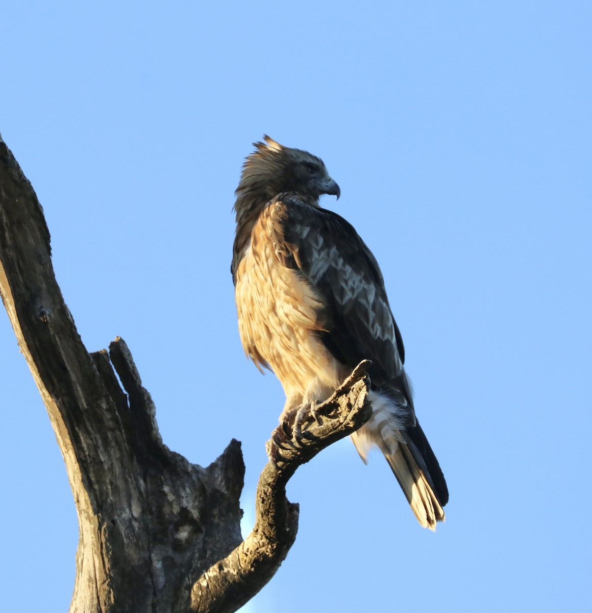 Little Eagle - Donna Nagiello