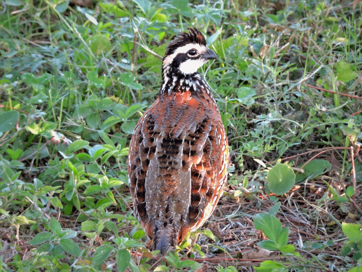 Northern Bobwhite - ML53662071