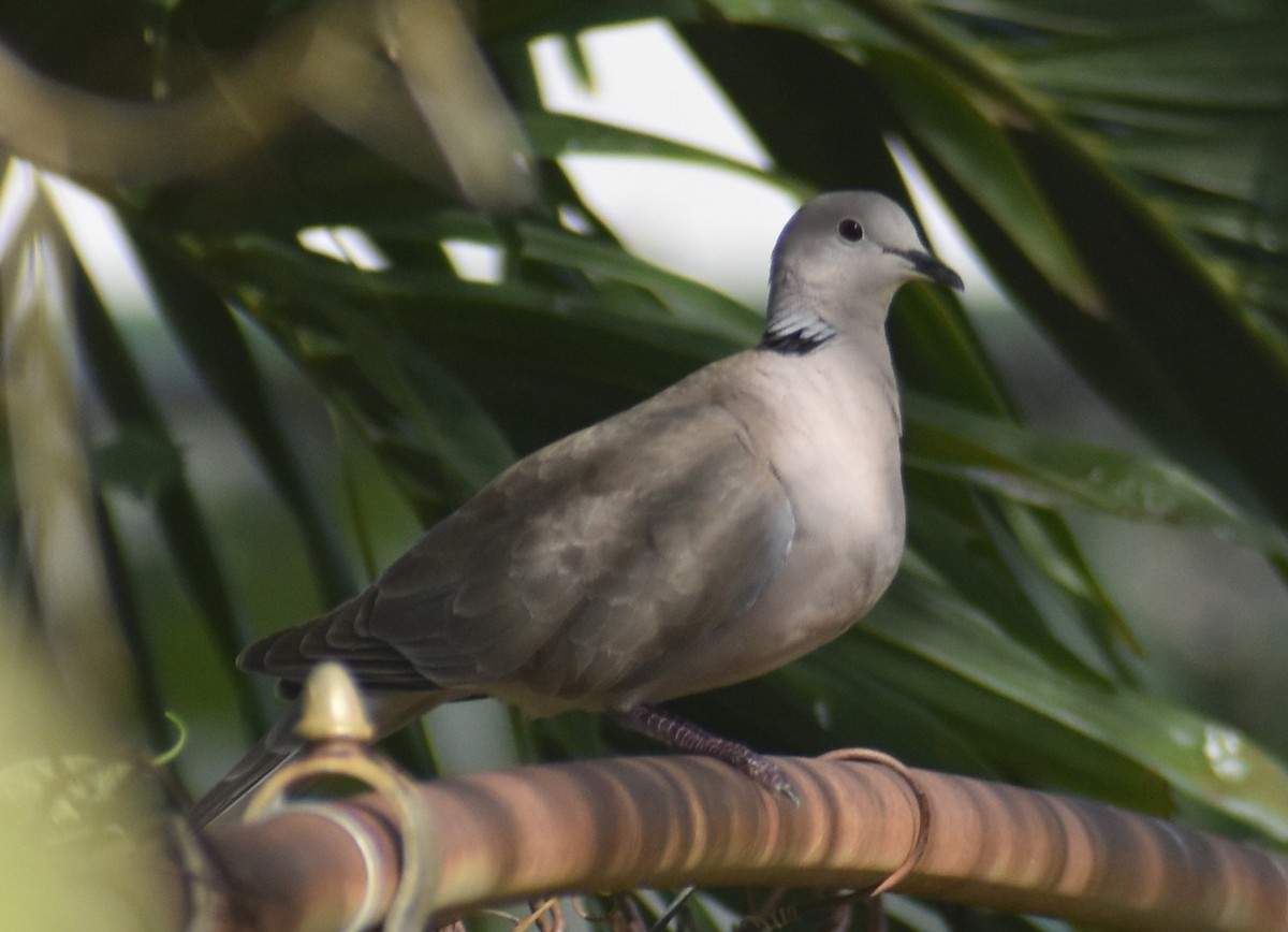 Eurasian Collared-Dove - Luis Munoz