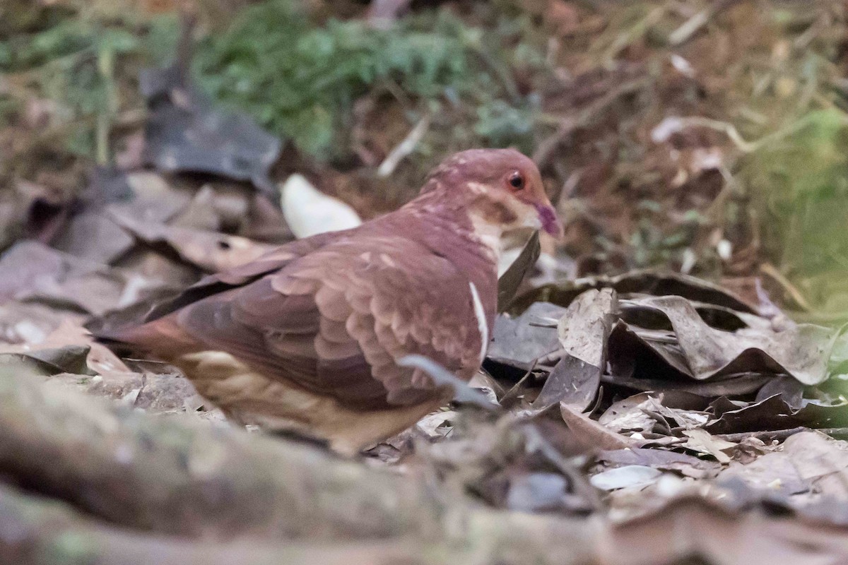 Ruddy Quail-Dove - ML536621001