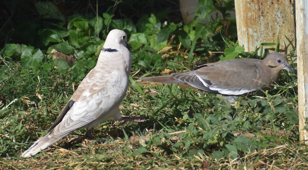 African Collared-Dove - Luis Munoz